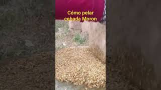 cebada cómo pelar cebada Moron [upl. by Stark]