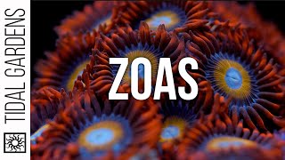 Zoanthus Coral Care Tips [upl. by Jobyna]