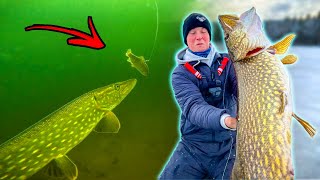 BRUTAL UNDERWATER FOOTAGE OF PIKE ATTACK  Ice Fishing Premiere  Team Galant [upl. by Huang]