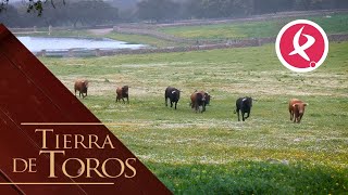 Novillos a punto para iniciar una feria  Tierra de Toros [upl. by Putnam454]