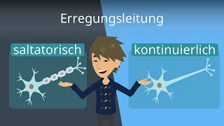 Erregungsleitung im Axon  Saltatorisch und kontinuierlich [upl. by Stella937]