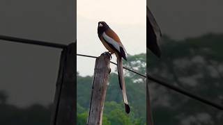 Rufous treepie sound birds হাঁড়িচাচা পাখি nature wonder [upl. by Hullda]