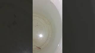 Red wag tail platy fish birth to live baby fish  fry platyfish fish mollyfish ytshorts [upl. by Eikkin]