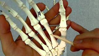 bones of the hand and carpus wrist [upl. by Hgielyk]