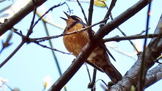 Varied Thrush Singing [upl. by Tufts]