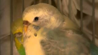 Yellow Face Type 2 Recessive Pied BudgieParakeet Rosetta [upl. by Gensmer961]