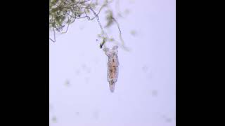 Rotifers in stagnant freshwater through Microscope [upl. by Eimrej]