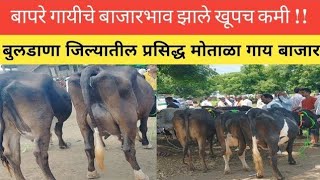 dairyfarming संकरित गाईंच्या बाजारात मंदी [upl. by Haidadej]