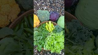 Harvest With Me vegetablegarden gardenharvest [upl. by Ivie]