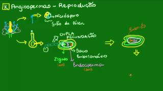 Formação do embrião e da semente das Angiospermas  Botânica  Biologia [upl. by Amado]