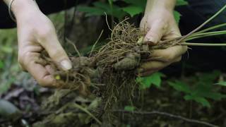 Sustainable Harvest of Goldenseal [upl. by Aisats214]