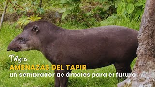 Amenazas del tapir un sembrador de árboles para el futuro TvAgro por Juan Gonzalo Angel Restrepo [upl. by Barrow]