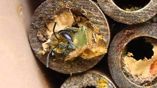 A Leafcutter Bee emerging from cocoon [upl. by Berger]