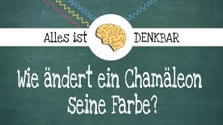 Wie ändert ein Chamäleon seine Farbe [upl. by Saoj]