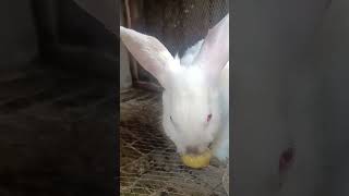 2 Weeks Pregnant Rabbit Eating Garden Egg❤️❤️ [upl. by Teplitz]