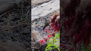 Rufous Hummingbird female Idaho birds nature Idaho wildlife travel shorts flowers [upl. by Wildermuth378]