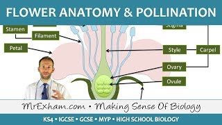 Plant reproduction  Flower anatomy and pollination  GCSE Biology 91 [upl. by Zirkle48]