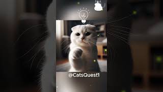 quot😹Meow My Tooth is Aching Please Help Me 🦷 quot catfunny funny cat catvideos cute emotionless [upl. by Vanhomrigh913]