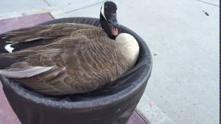 HISSING GOOSE IN A FLOWER POT [upl. by Diandra]