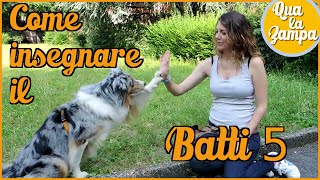 COME INSEGNARE AL CANE IL quotBATTI 5quot  Addestramento Educazione cani n° 19  Qua la Zampa CANE CANI [upl. by Edak]