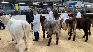 Beef Shorthorn Judging at Agri Expo 27th October 2023 [upl. by Mighell]