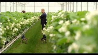 Hoogstraten Aardbeien in Dagelijkse kost  Ludo en Els Merksplas [upl. by Reerg]