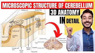 microscopic structure of cerebellum anatomy 3d  internal structure of cerebellum anatomy [upl. by Nnaeoj599]