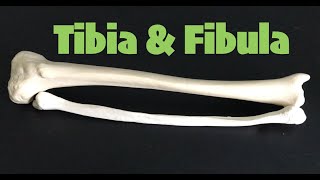 Tibia amp Fibula [upl. by Mack409]