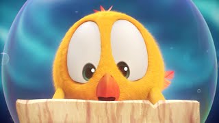 The treasure hunt  Wheres Chicky  Cartoon Collection in English for Kids  New episodes [upl. by Suired785]