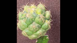 Coryphantha elephantidens variegata  Variegated Starry Ball Cactus [upl. by Enom946]