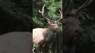 Up Close and Personal  Pennsylvania Bull Elk Rut shorts [upl. by Lathe]