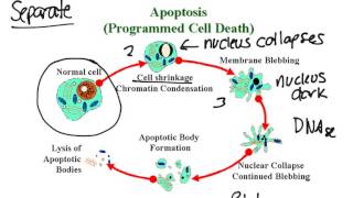 Apoptosis [upl. by Sashenka]