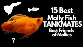 The 15 Best Molly Fish Tankmates 🐟 [upl. by Annahsar]