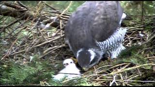 New Forest goshawks [upl. by Aillij]