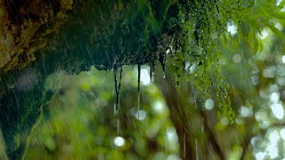 Regen in der Natur Regengeräusche zum Einschlafen 6 Stunden Naturgeräusche in 4K [upl. by Trace]