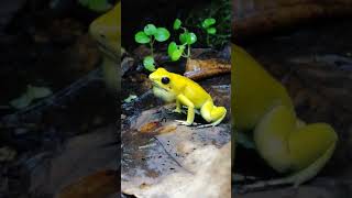 Phyllobates terribilis calling loud [upl. by Hakkeber]