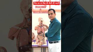 Bile Juice amp Gallbladder Stone  पित्त रस एवं पित्त की थैली की पथरी viral shorts [upl. by Aihsatsan862]