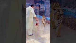 Aggressive tigress want to attack mian saqib [upl. by Corbie263]