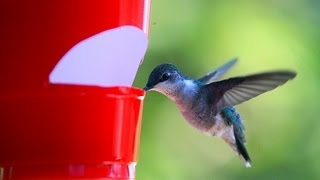 How to make a cheap hummingbird feeder [upl. by Nosydam]