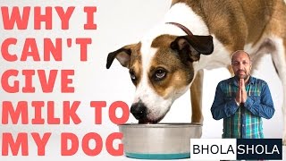 Why I Cant Give Milk  Cost to my dog Hair fall  skin problem To My Puppy  Bhola Shola [upl. by Nelluc]