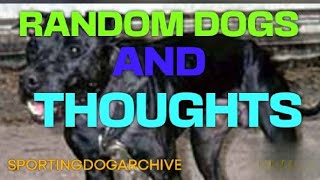 RANDOM DOGS AND THOUGHTS sportingdogs gamedogs gamebred apbthistory [upl. by Yracaz]