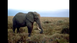 El Elefante Más Grande Visto En La Selva [upl. by Gottfried]