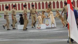 1st time in the world BSF Dog Stunts Border Security Force Dog [upl. by Onirefez]