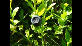 Identifying Bilberries Blaeberry Whortleberry Whinberry Windberry Vaccinium myrtillus [upl. by Lepper]