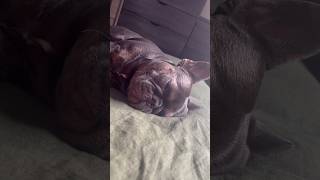 Sneaking up on Maui snoring dog frenchbulldoglover bulldog puppy frenchie frenchielife doggie [upl. by Initof]