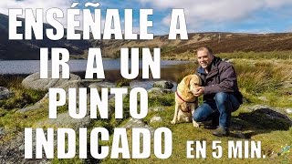 Enseña a tu Perro a ir a un Punto Indicado  Adiestramiento en Positivo [upl. by Lauer664]