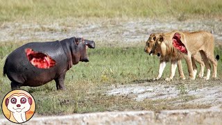 COMBATTIMENTI FEROCI TRA ANIMALI RIPRESI DA TELECAMERE [upl. by Naryt]