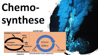 Chemosynthese  Energiegewinnung ohne Licht Biologie Oberstufe [upl. by Madra]