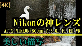 神レンズ AFS NIKKOR 800mm f56E FL ED VRで４Ｋ動画を撮影する。 [upl. by Oliviero683]