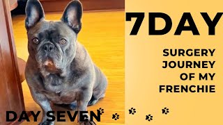 7 Day Surgery Journey of my FrenchieDay Seven [upl. by Urissa]